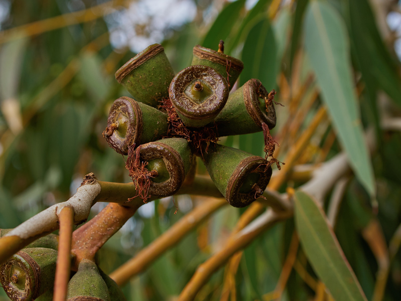 Buskett Gardens, Eucalyptus